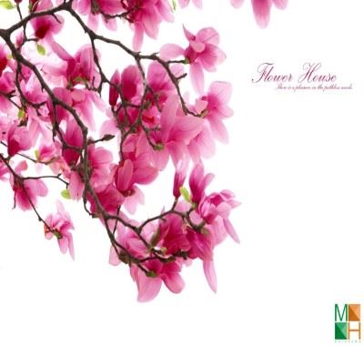 Tranh dán tường Hàn Quốc 3D hoa mộc lan FW - 004
