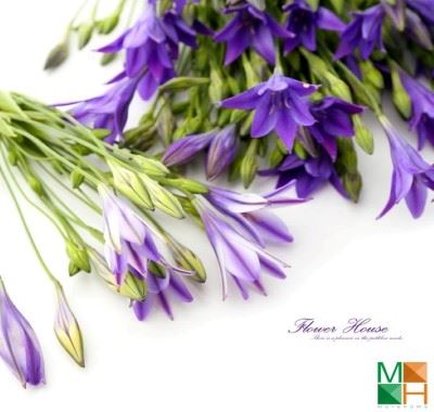 Tranh dán tường Hàn Quốc hoa lavender FW - 313