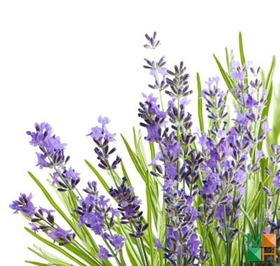 Tranh dán tường Hàn Quốc hoa lavender FW -235