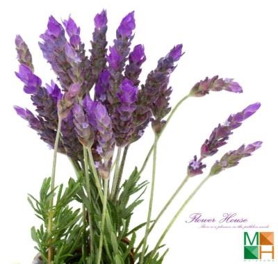 Tranh dán tường Hàn Quốc hoa lavender FW -212